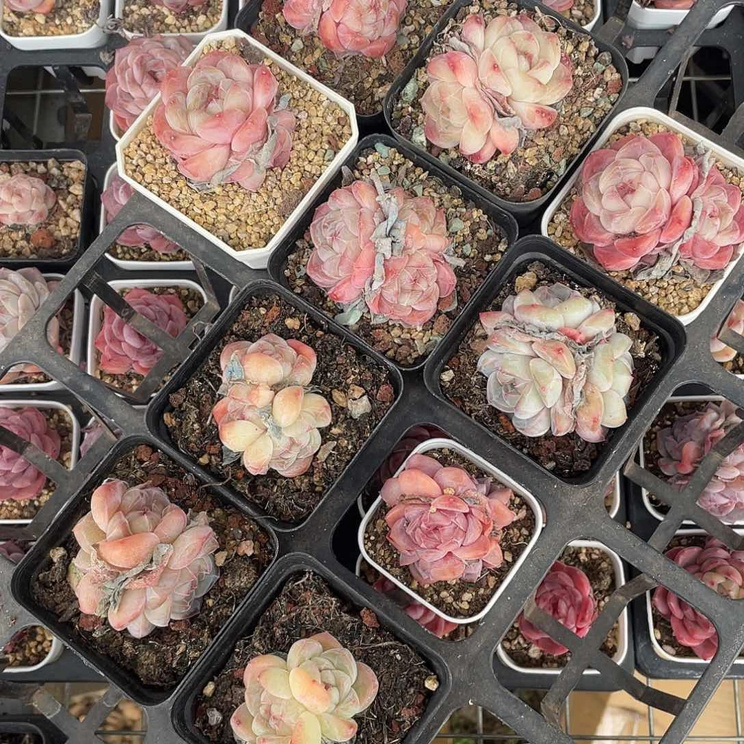 修****?糖心一物一拍101