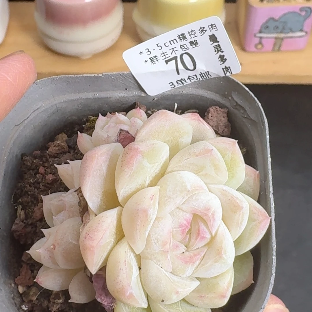 多肉一物一拍2970