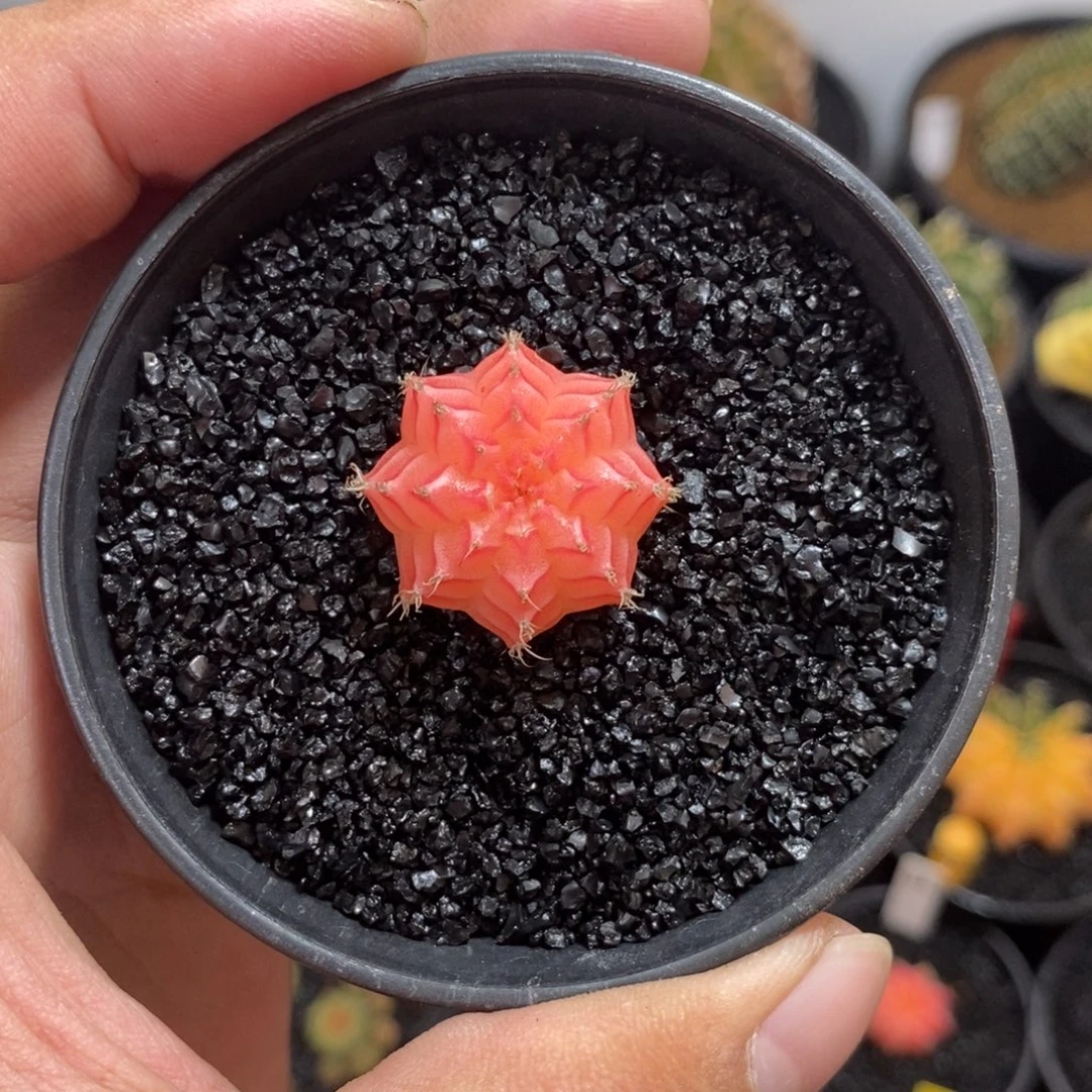 精品米哈—脱土发货43