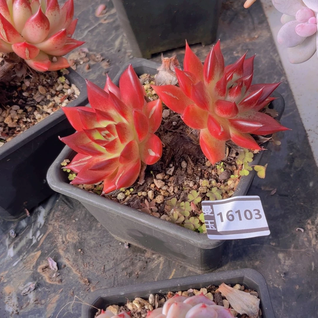 东云多肉植物16103