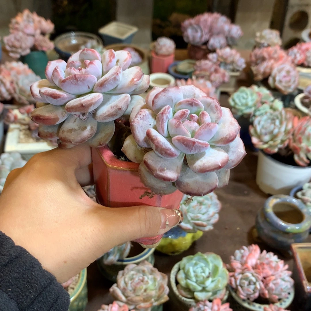 阳***扬哈哈哈哈哈哈哈哈哈哈哈
