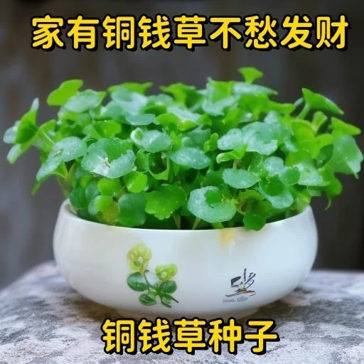 新种上市水培铜钱草种子新种上市常青家庭办公室盆栽金钱草种籽铜