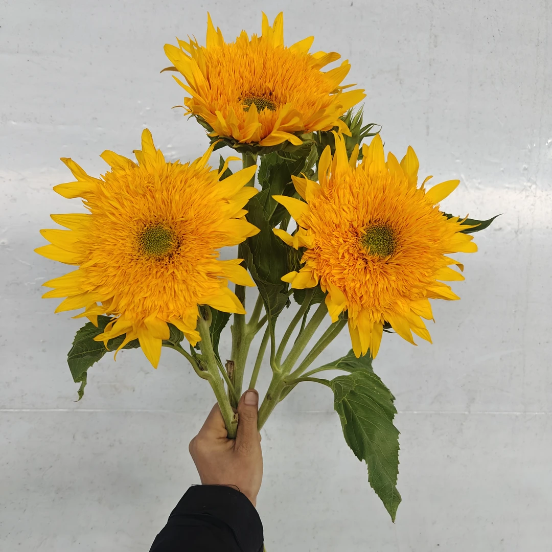 泰迪向日葵鲜花，顺丰冷链包邮