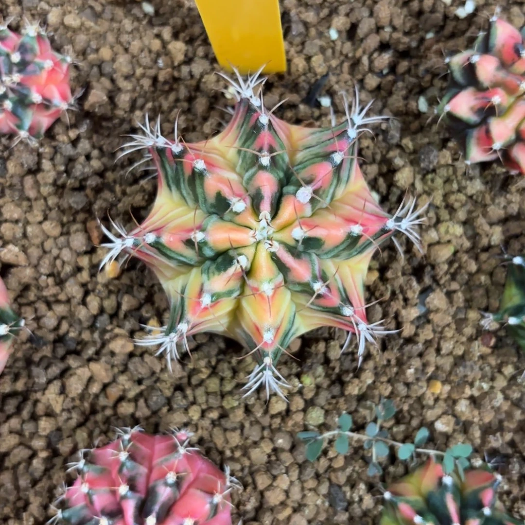 L743-1203泰国发货