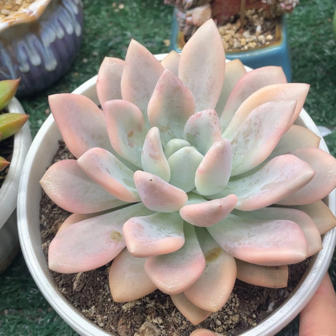 奥普锦一物一拍28包邮非偏远