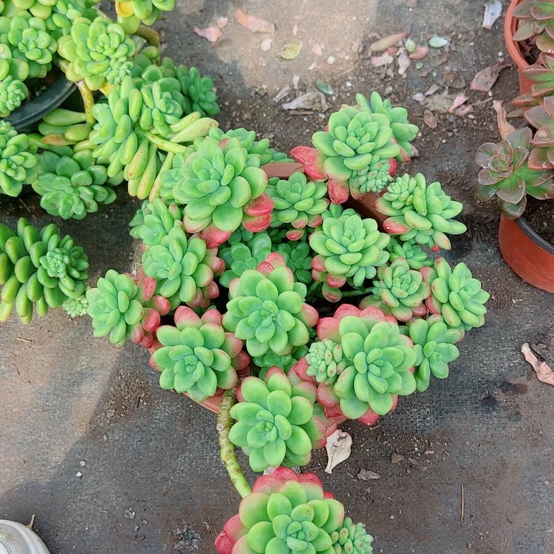 香格里拉超级大多头群生老桩