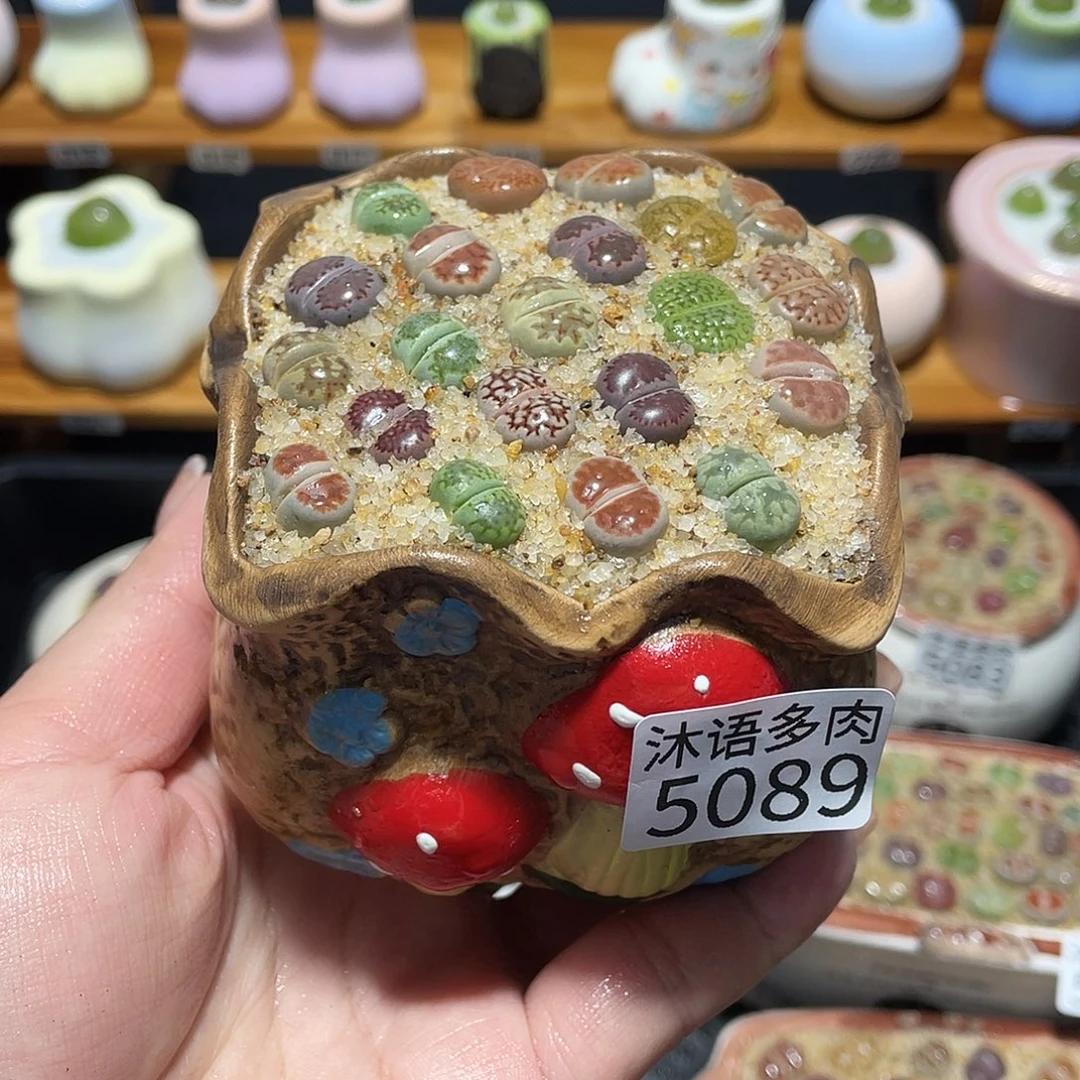 带盆土植物 一物一拍5089