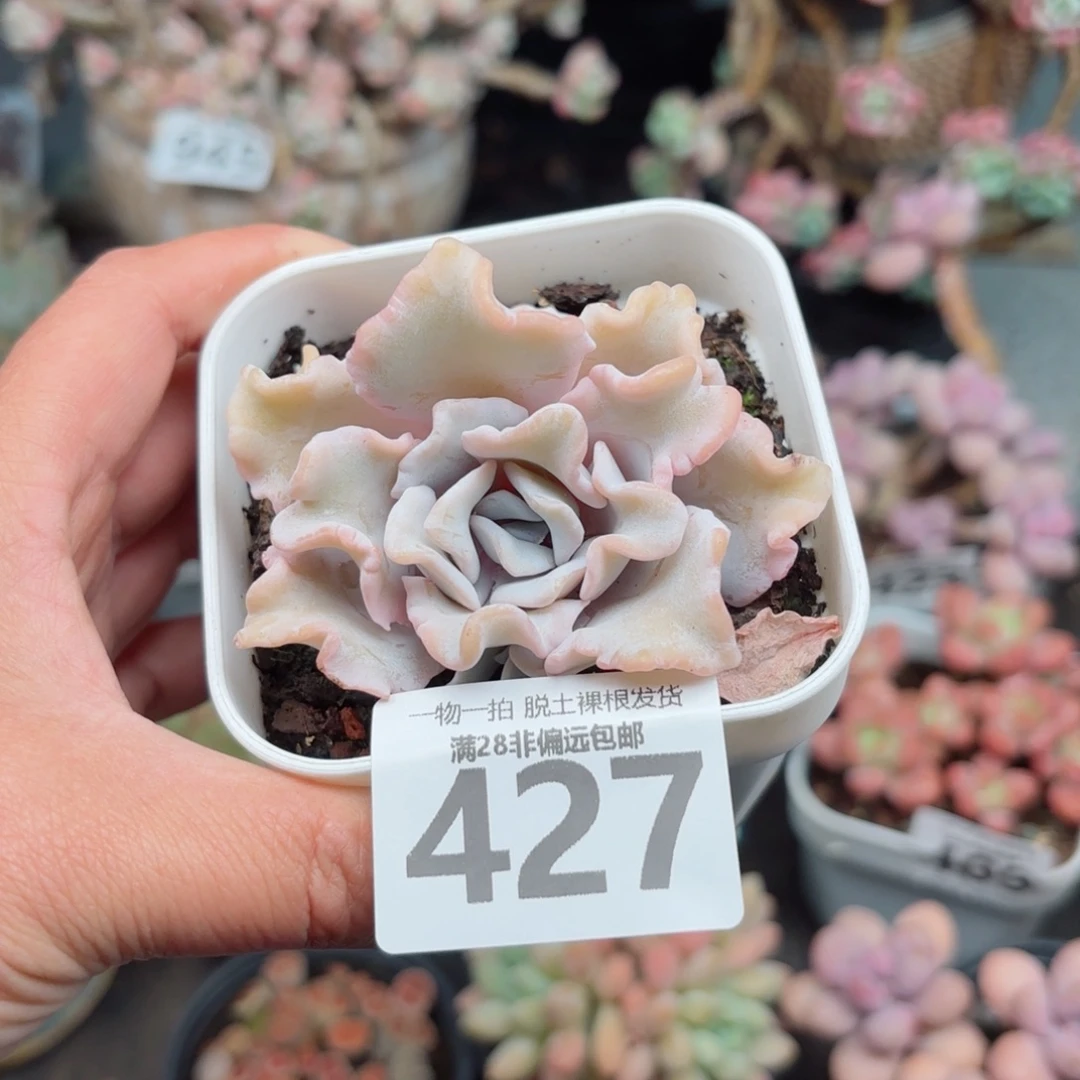 芭蕾舞者无盆土发货