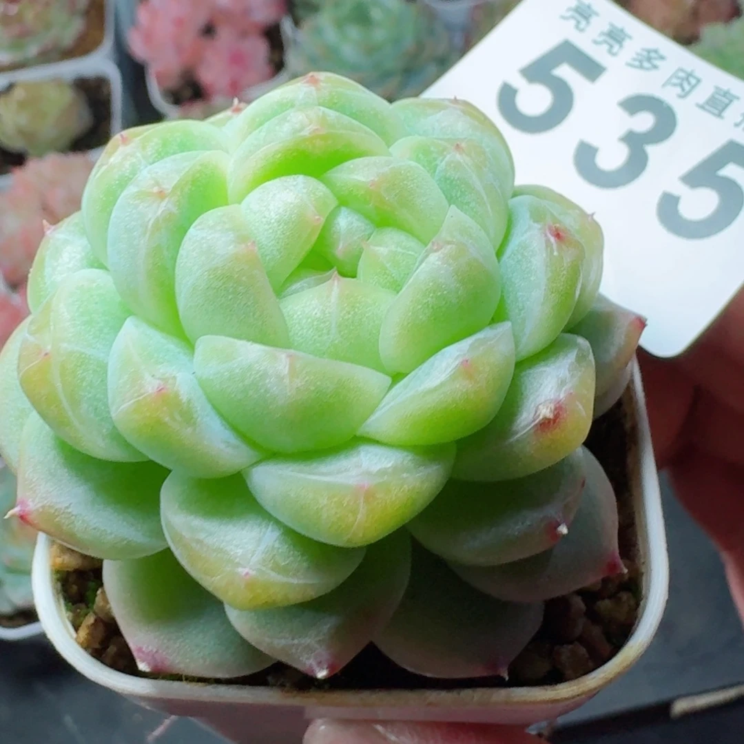 珍妮      愿你一路坦途，乘风破浪展宏图