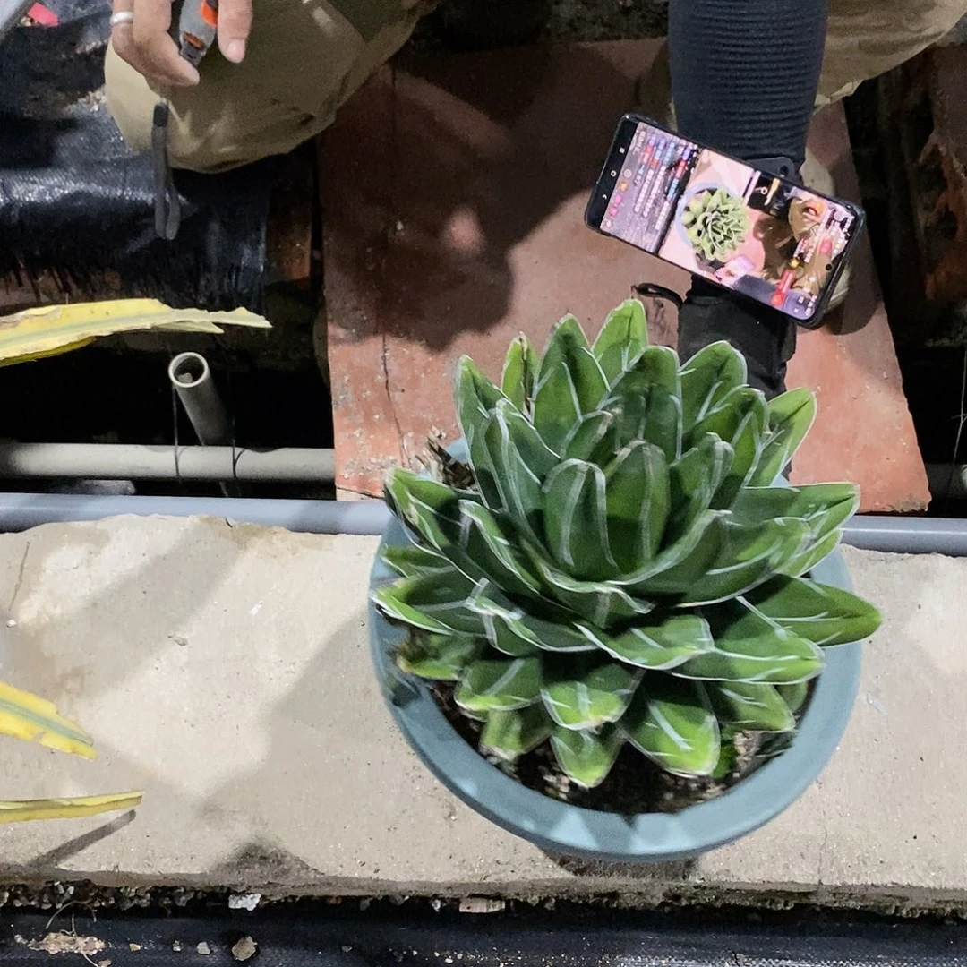 一物一拍 D型屉之雪25公分