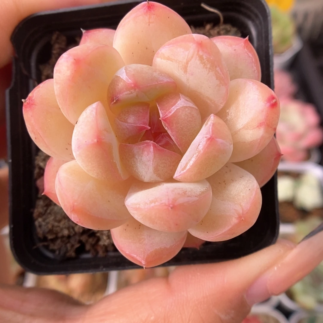 白雪珍妮590号。