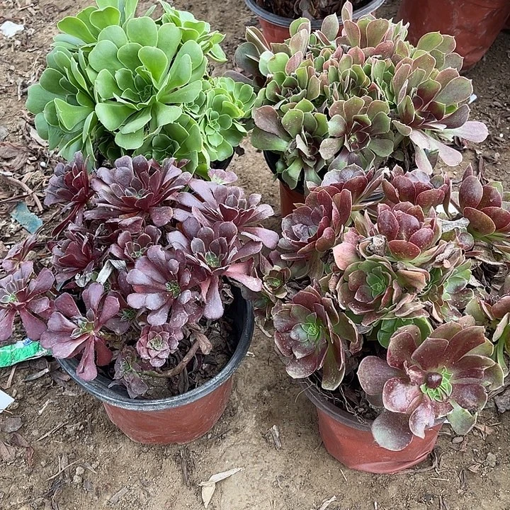 4棵玫瑰玫瑰玫瑰玫瑰