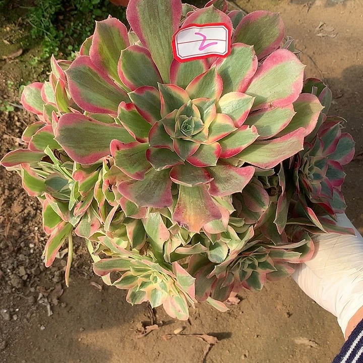 多肉植物布加迪2号