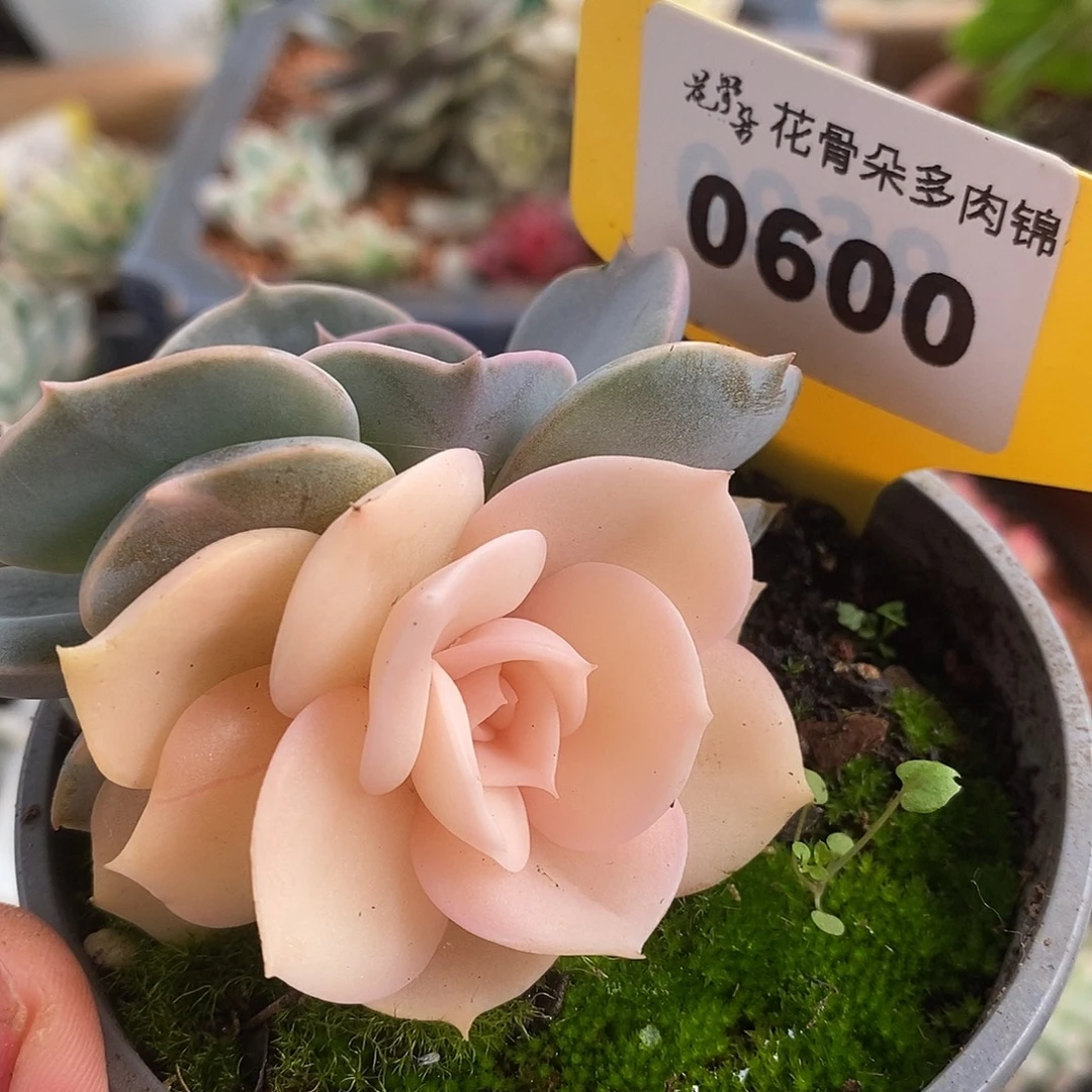600双子座高高挂起