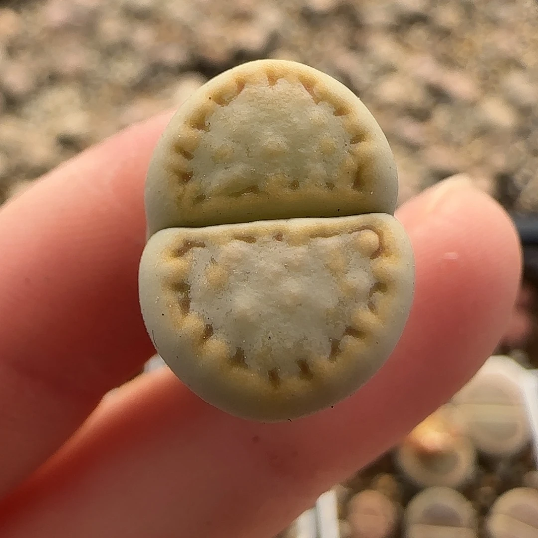 11.23。c216奶油绿体饼干 8021