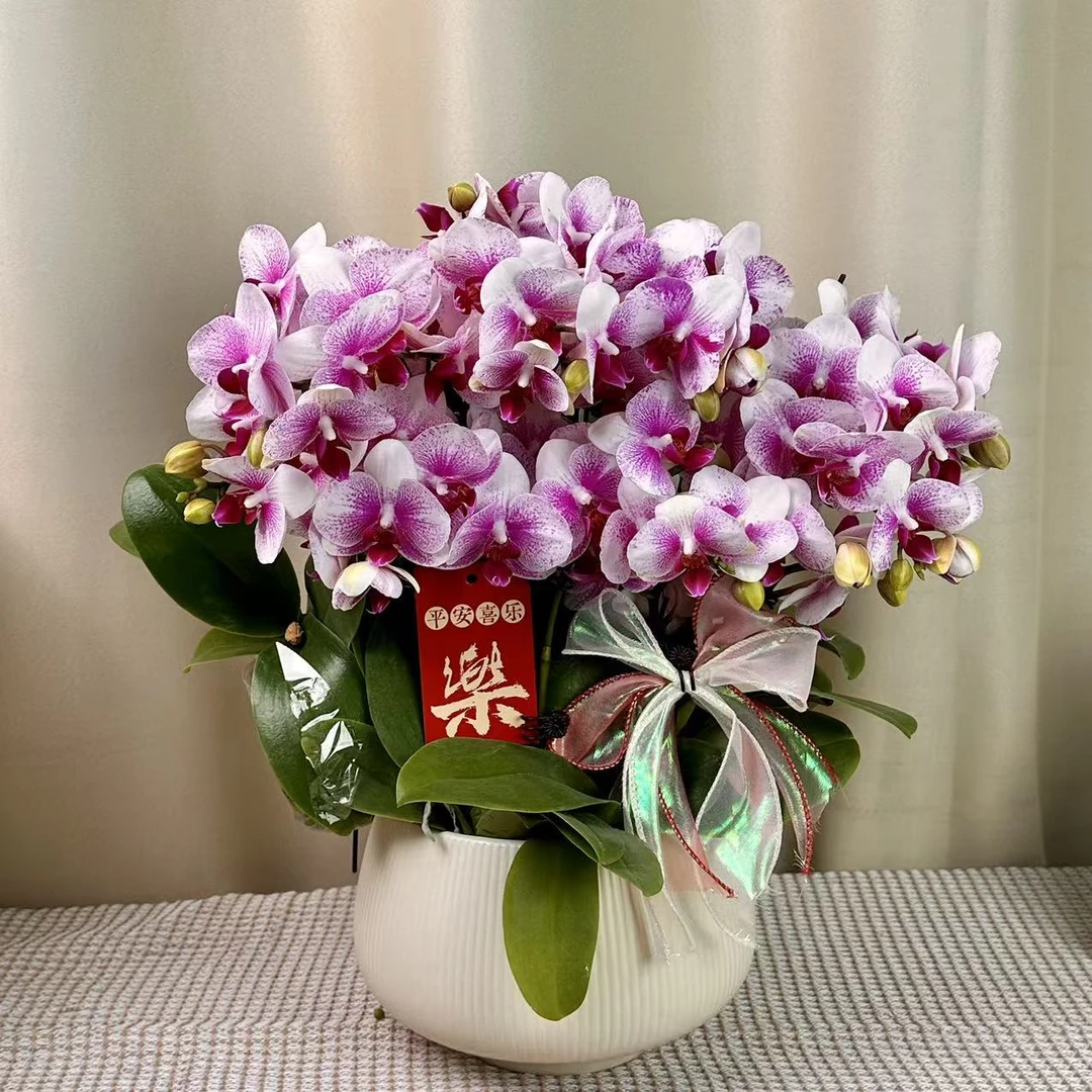 蝴蝶蘭【丽莎】高端独特色系花花 桌面精致款皮实好养