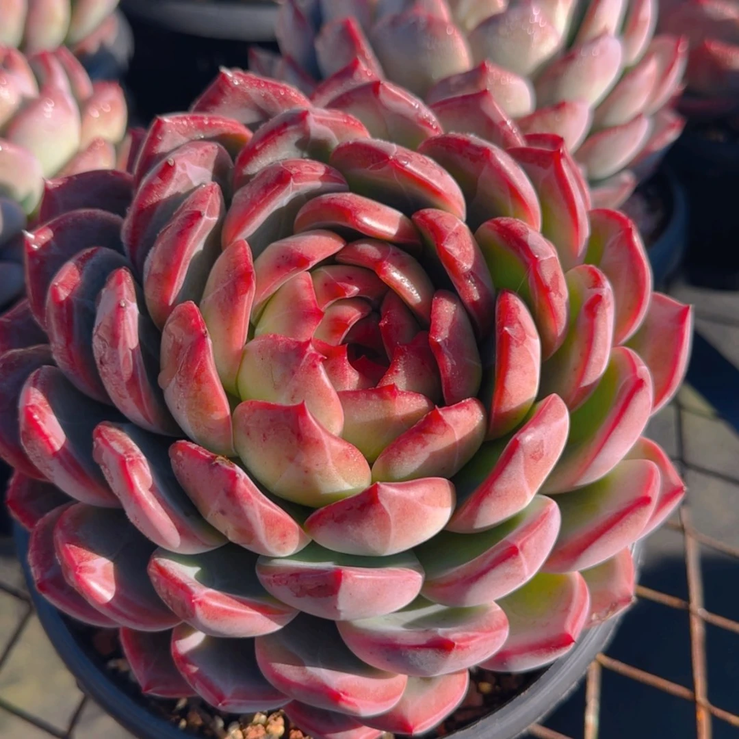 【闪购商品】母本红鸾39.9