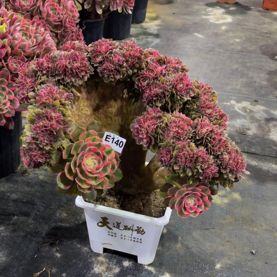 【闪购商品】14000