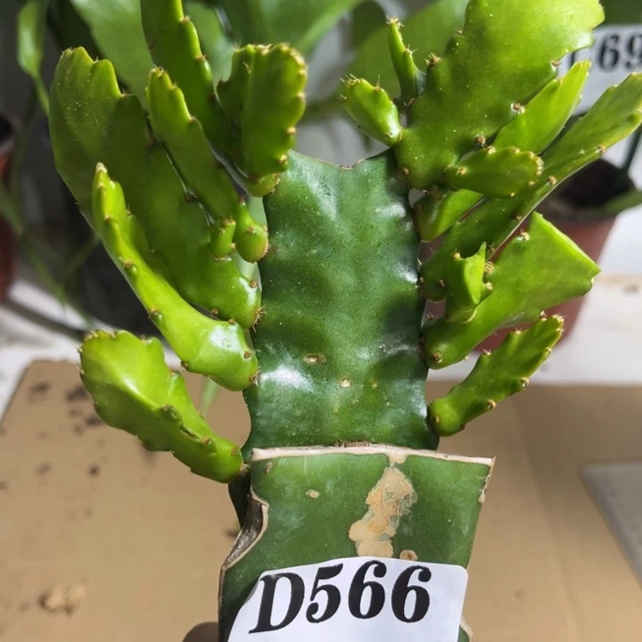 当前无花栽培后可以开花静**初566