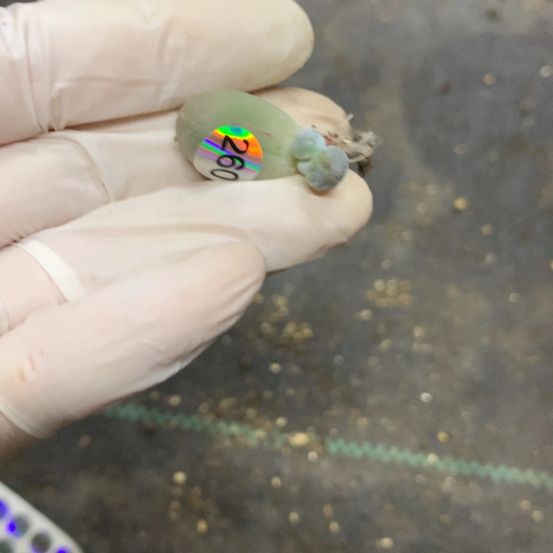 叫***.260 奶酪多肉哈哈哈哈