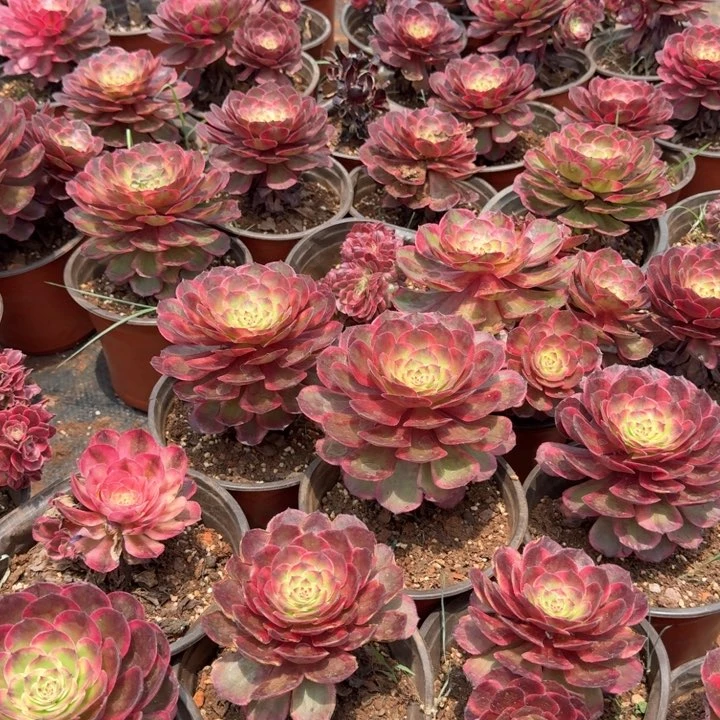 红花郎啊啊啊啊啊