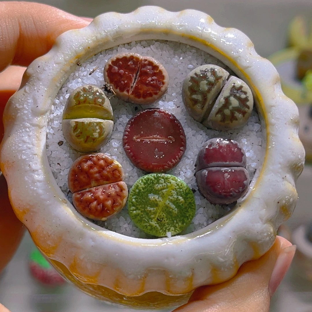 020高端多肉带盆土一套8