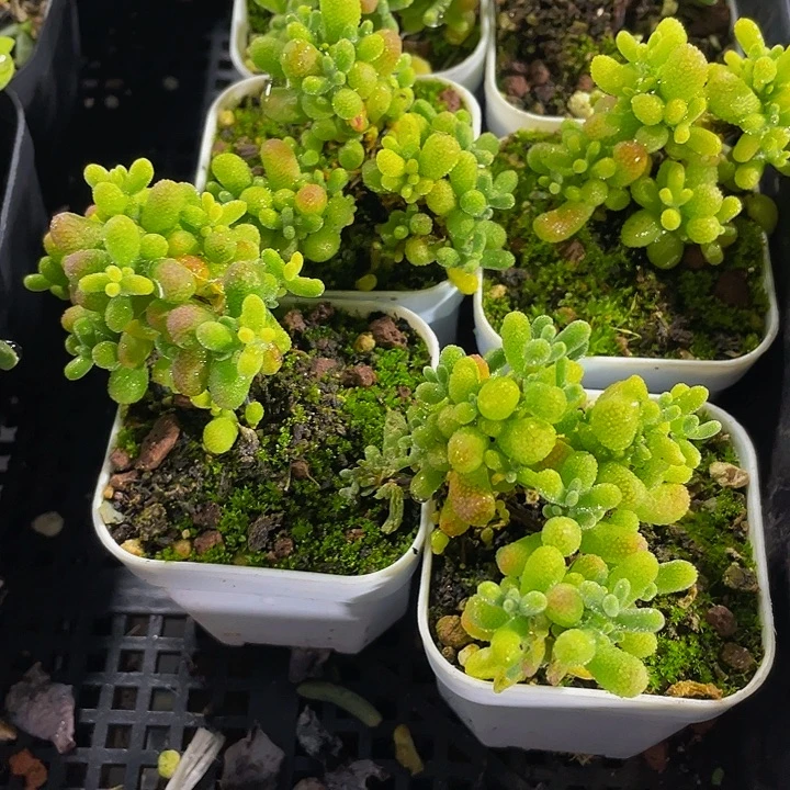 翡翠糖球带盆土发