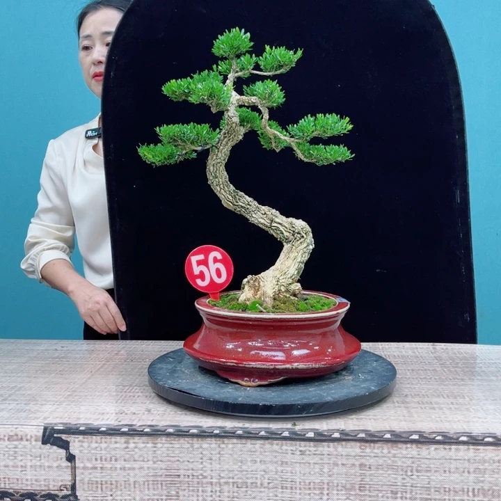无花朵雀舌黄杨盆景