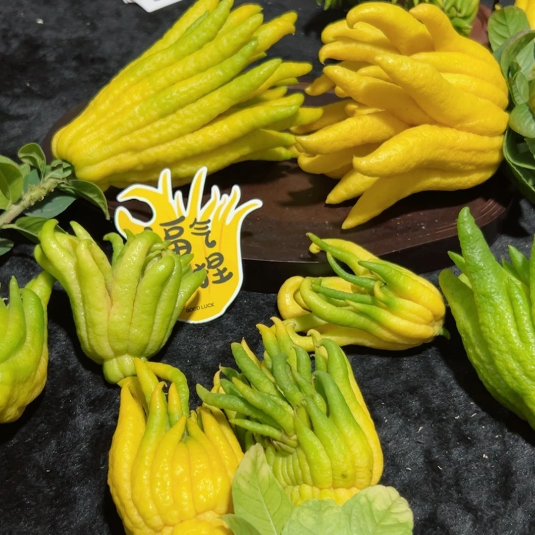 少***游完全开放九九九九