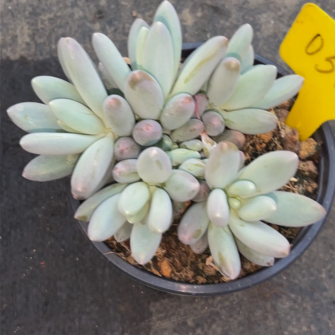 0340下午多肉植物群生