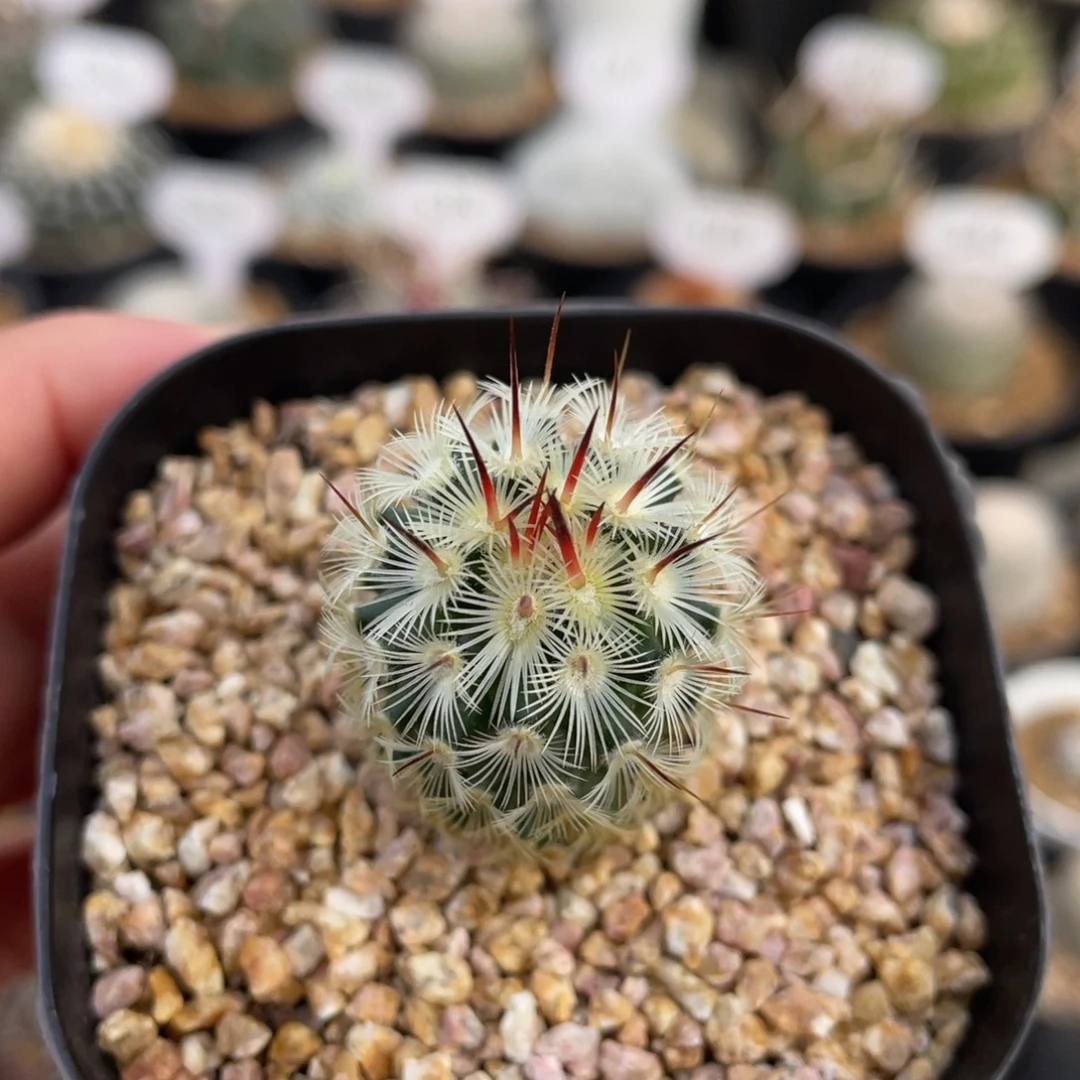 夕雾         实生根