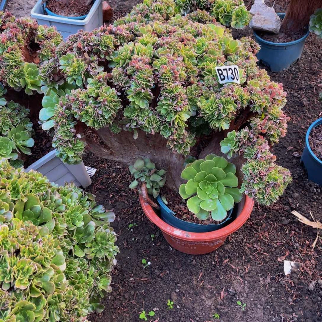 玫瑰法师16///38包邮