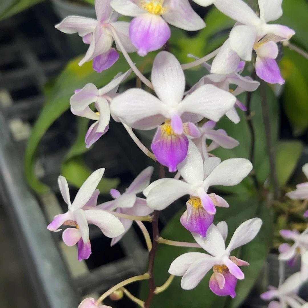 完全开放l277樱花雨