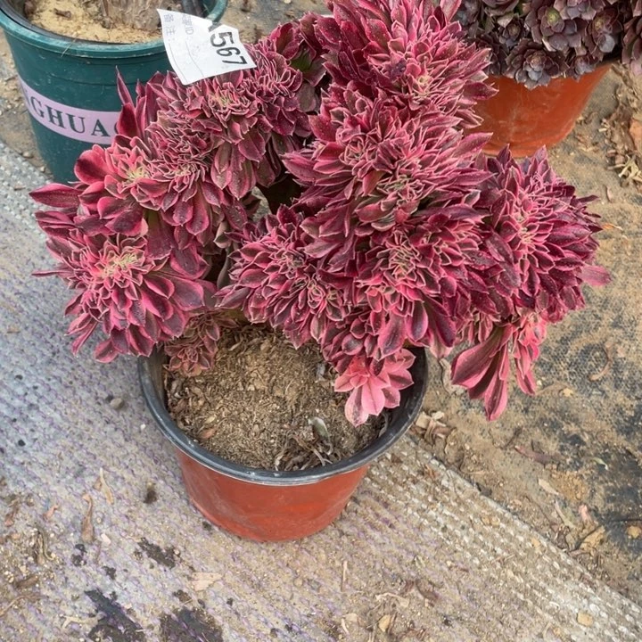 多肉粉女巫缀化567