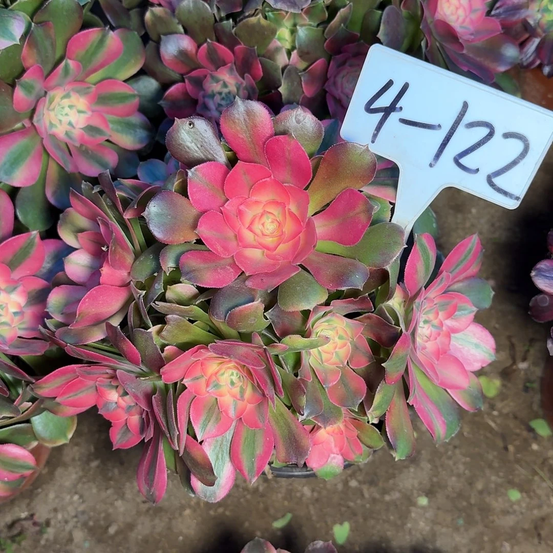 4-122香妃多肉法师多肉法师