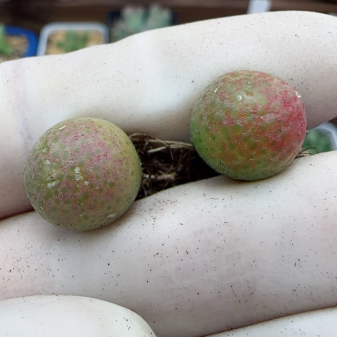 071园艺优选玉米