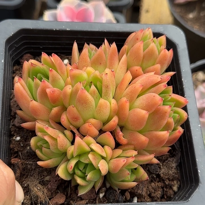 红东云惊鸿一物一拍包装收缩花旱