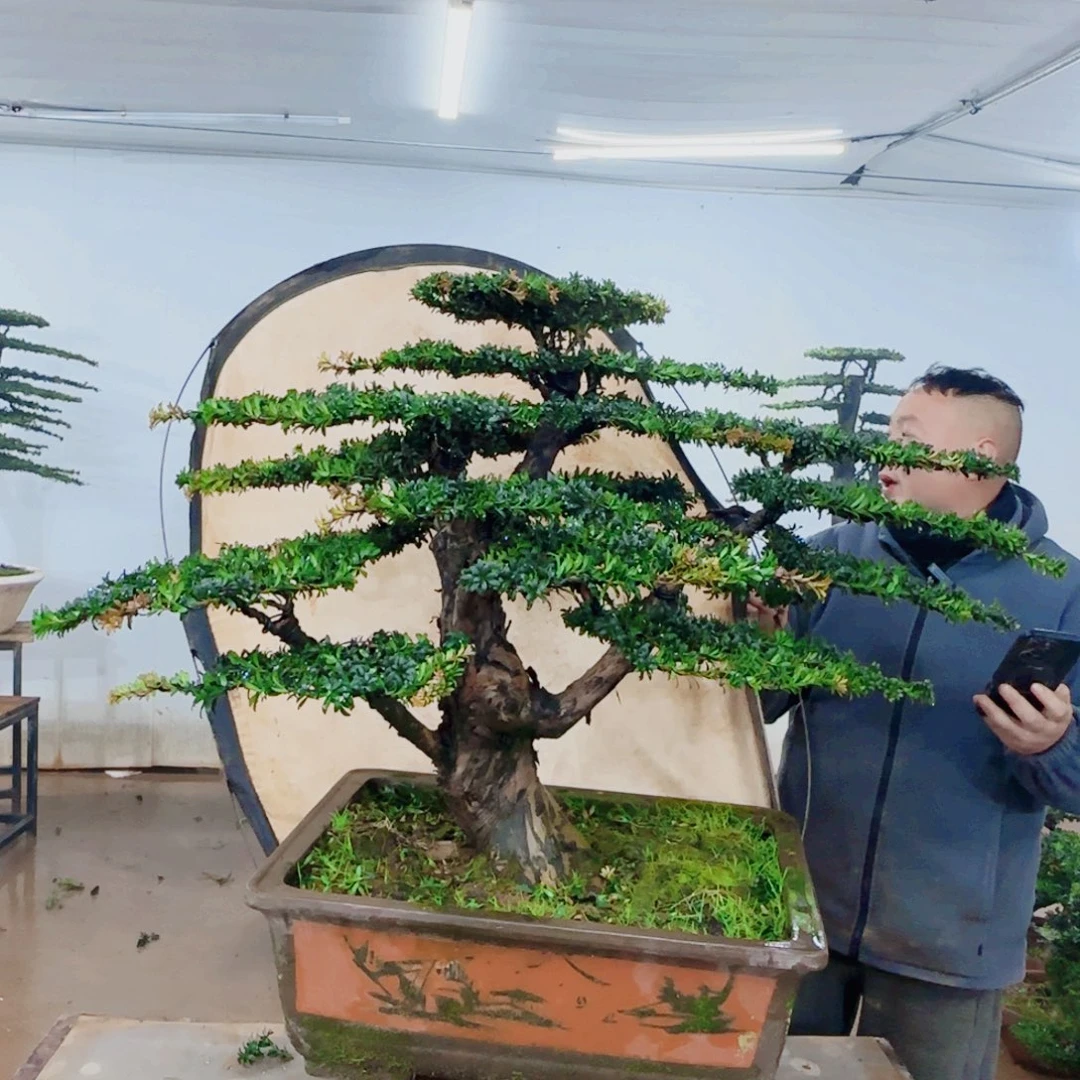 用***长无花朵盆景园林……