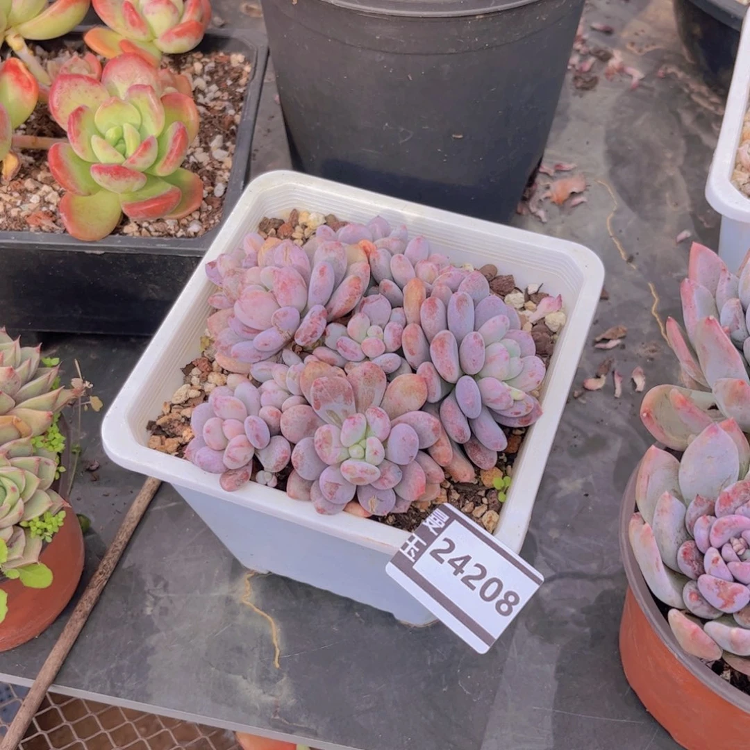 香香雪多肉植物24208