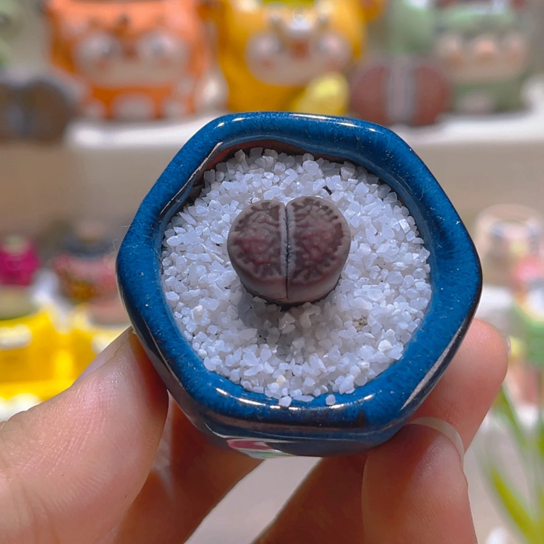 128高端多肉紫菊饼干带盆带土
