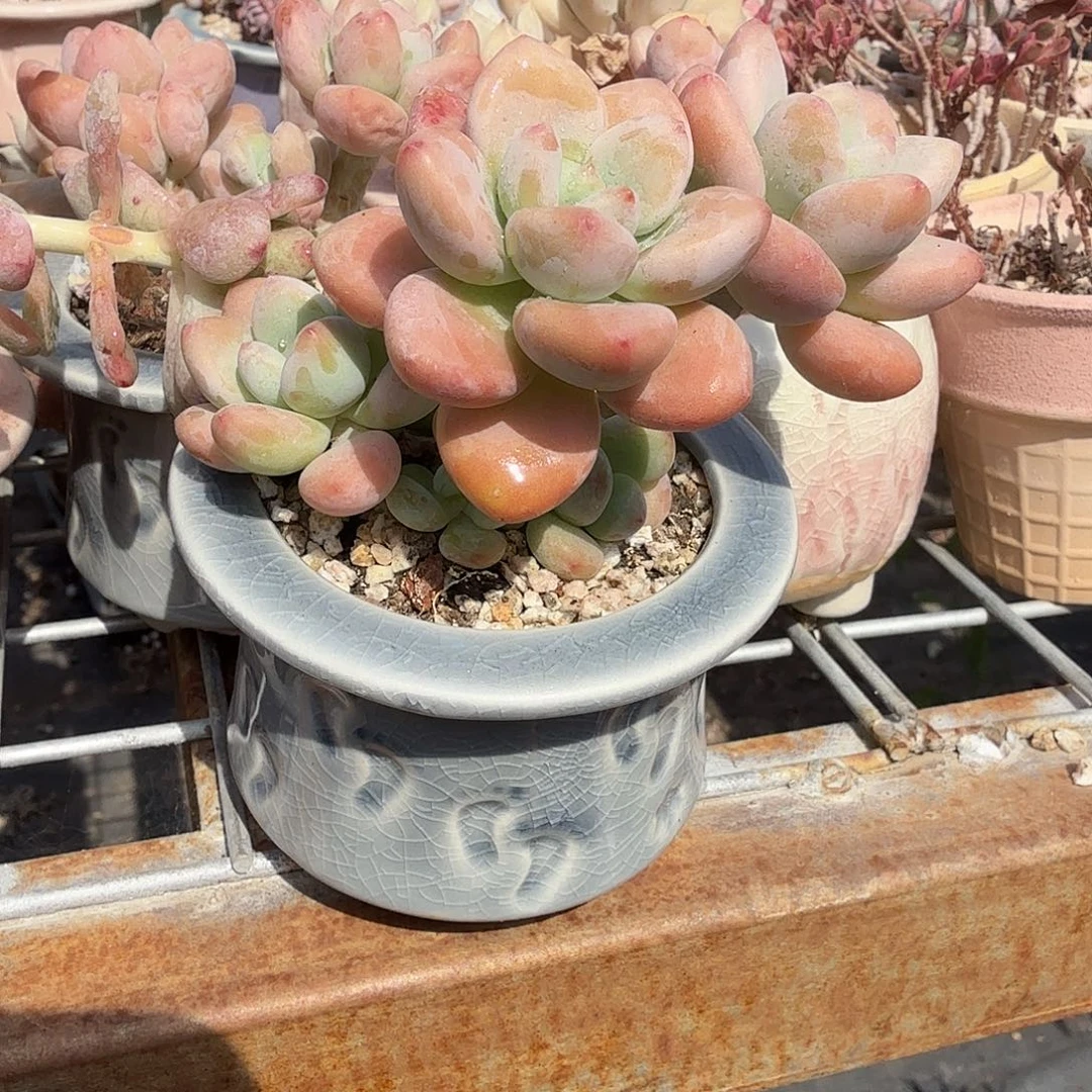 红洛神带盆多肉植物