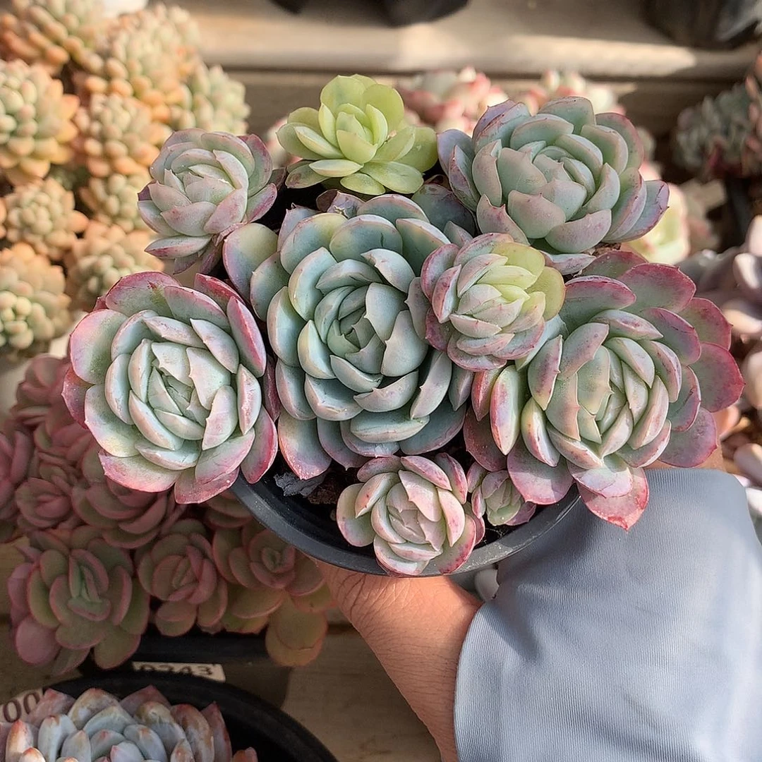 206贝瑞锦多肉一颗12厘米