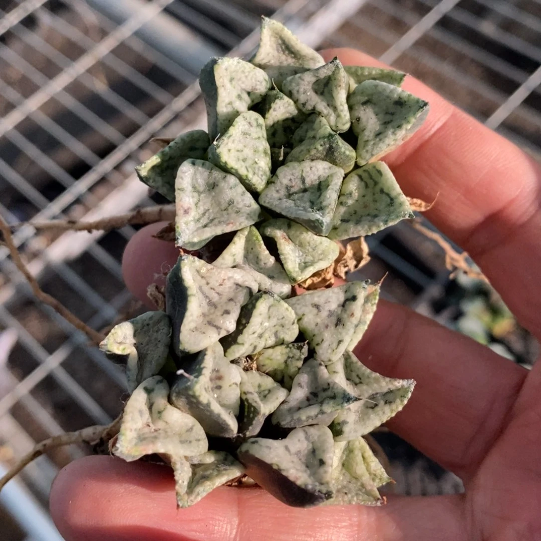 1908 一颗大潘多拉魔盒 挑最大的发货 超级饿自己