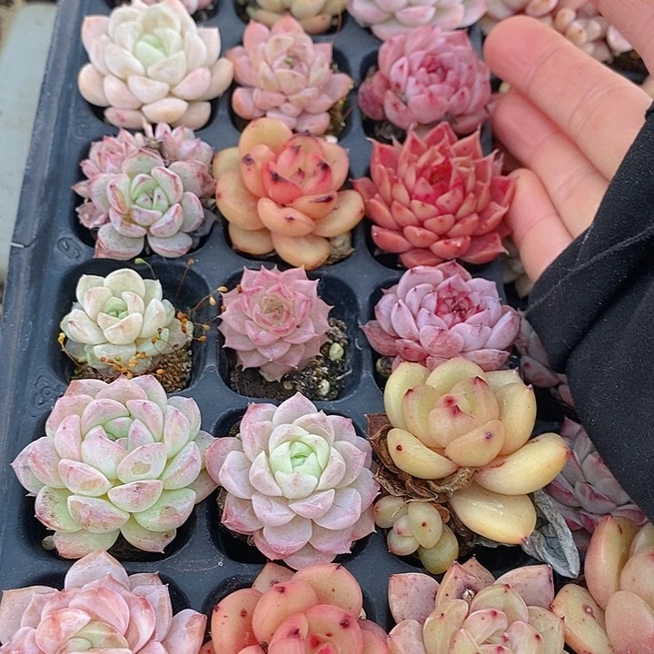 114 多肉植物盆栽花卉植物