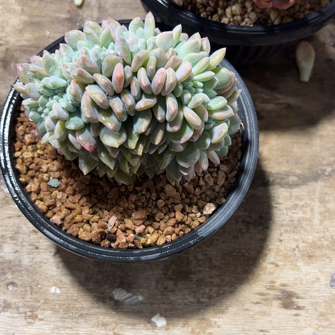 克洛伊缀化多肉植物