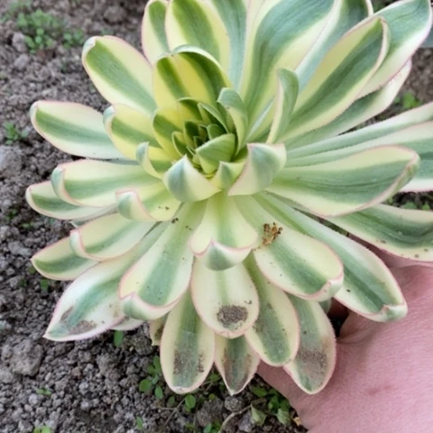 822青莲满25包邮多肉