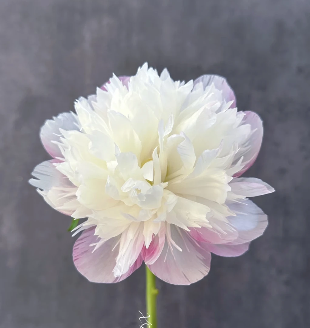 欧洲玫瑰芍药2-3芽