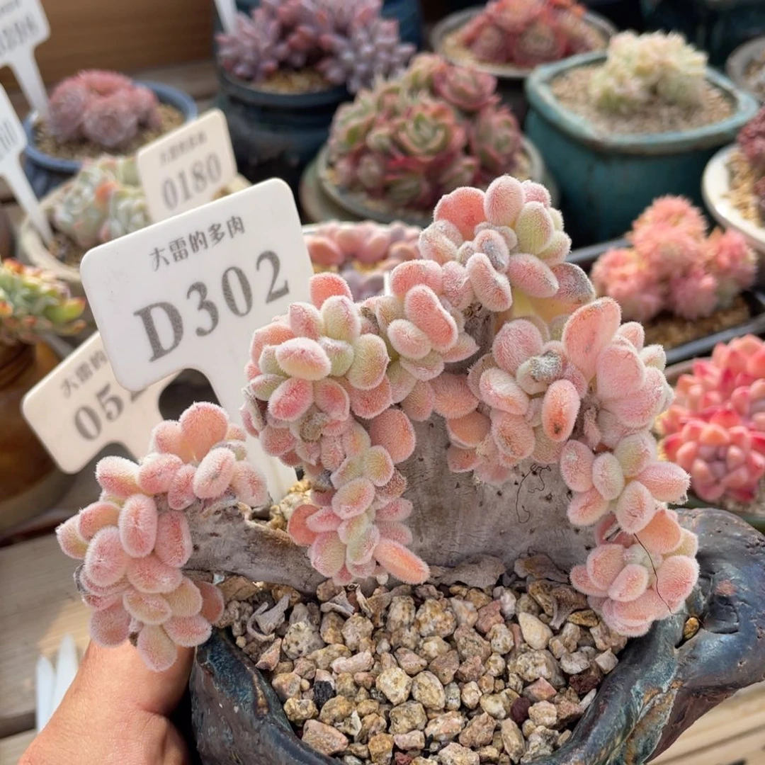 302雪晃星不带盆11厘米