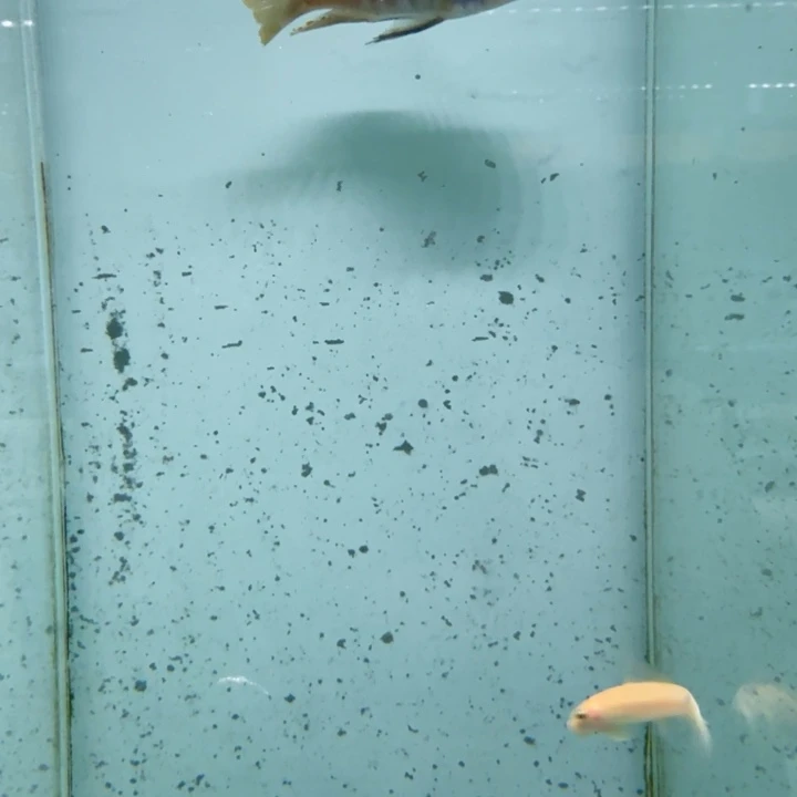 海水1433包子斑马。