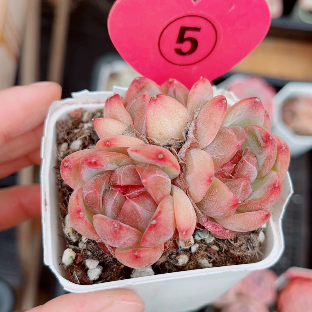 曦***月5号小老桩珍妮群3头